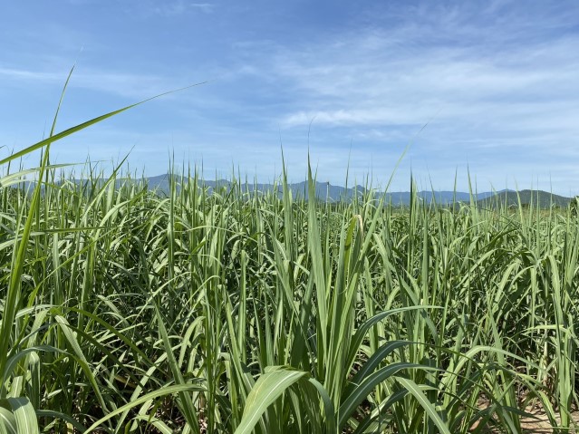 Quảng Ninh Đưa công nghệ hữu cơ vào nông nghiệp để phát triển bền vững   Kinh tế địa phương